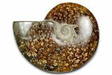 Polished Ammonite (Cleoniceras) Fossil - Madagascar #344315-1
